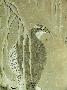 sku #Falconscroll