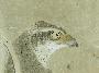 sku #Falconscroll